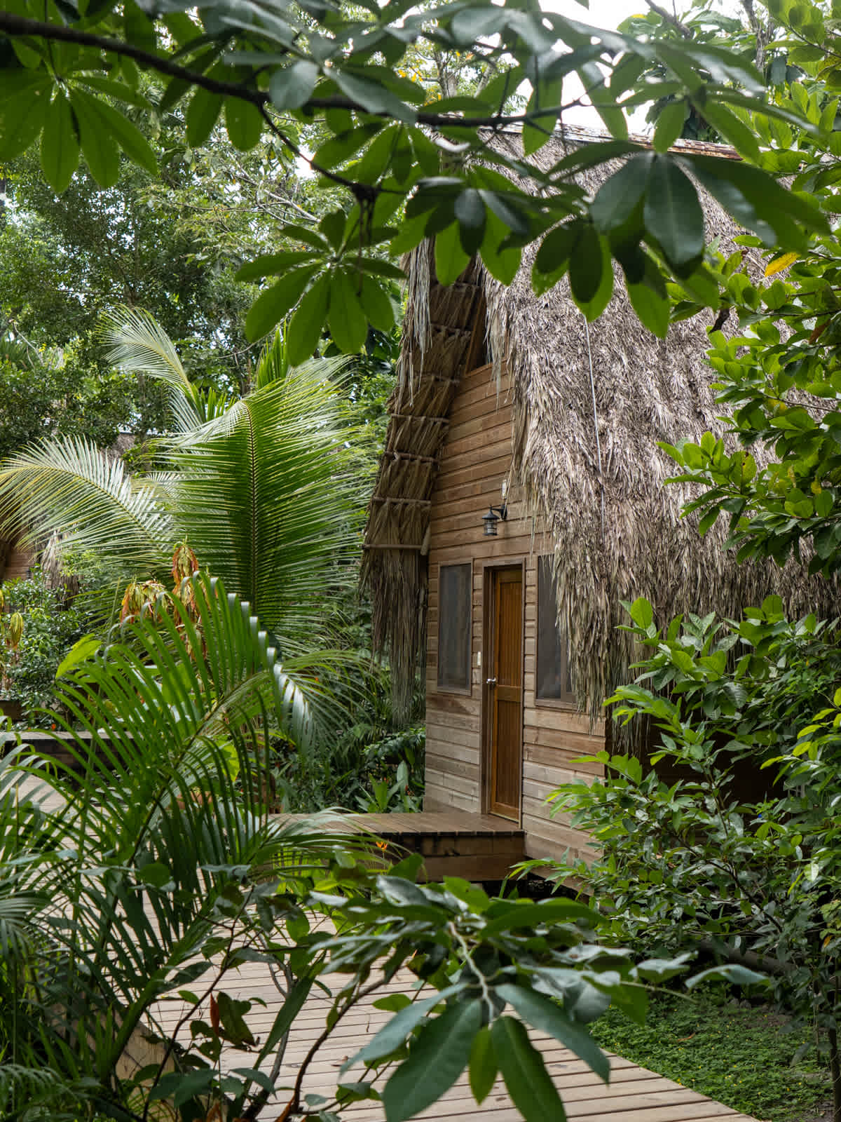 Wooden walkway through tropical plants